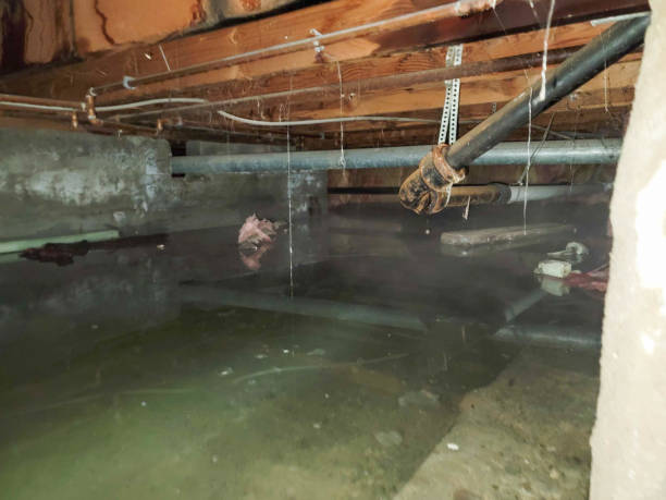 Best Flood damage cleanup  in Littlefield, TX