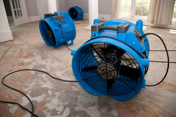 Best Mold removal after water damage  in Littlefield, TX